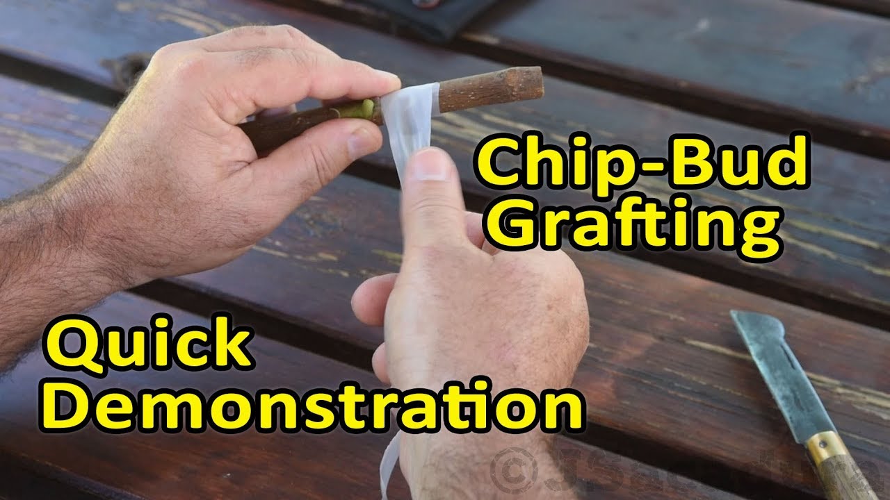 Grafting Figs | Chip-Bud Grafting Technique | Quick Demonstration