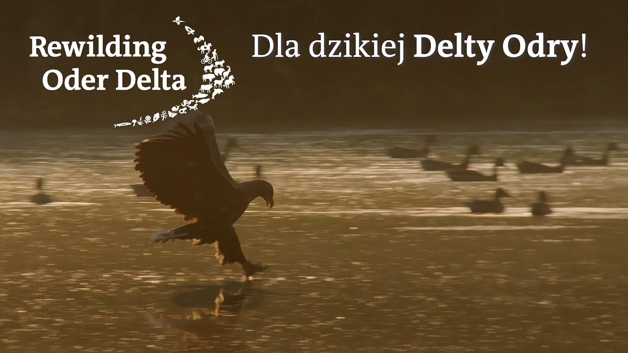 Rewilding Oder Delta - Dla dzikiej Delty Odry!
