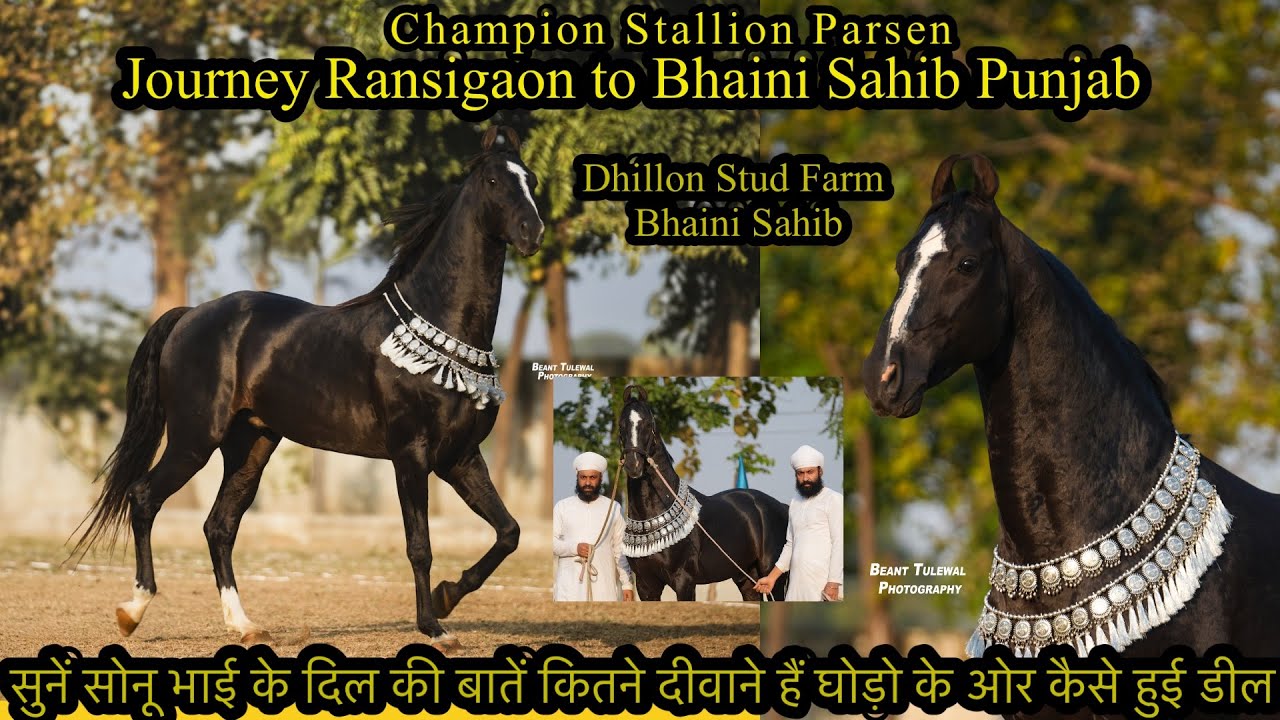 Champion Stallion Parsen Ransigaon to Bhaini Sahib Punjabसुनें सोनू भाई के दिल की बातें कैसे हुई डील