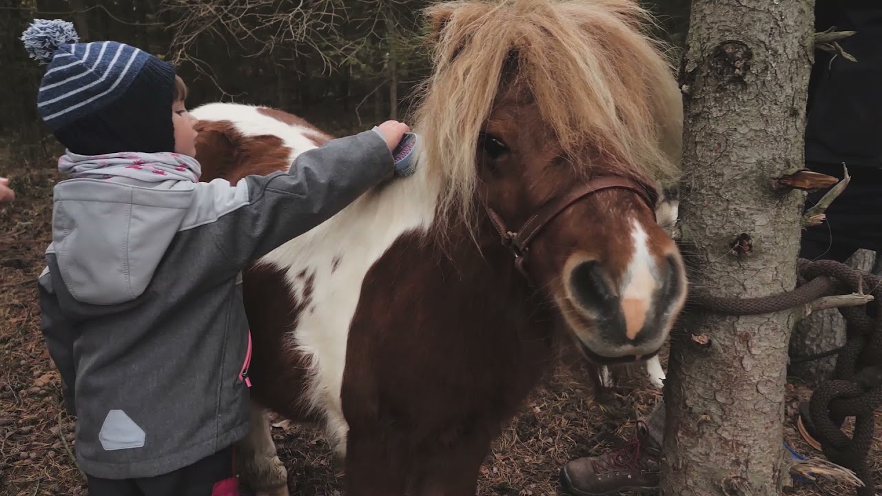 Shetlandpony-Wanderung im Thüringer Wald