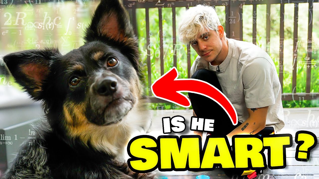 Testing My Dog's Intelligence