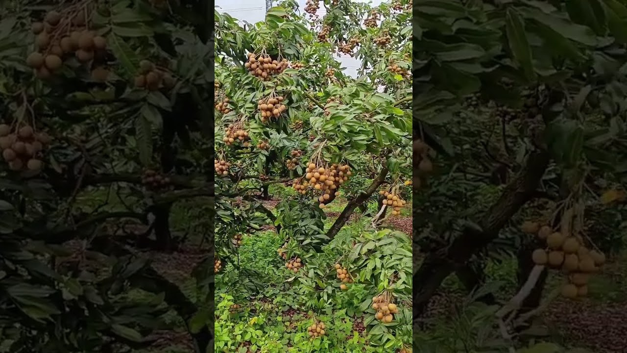 Lots of longans here #lowcostgarden #fruit #garden #countryside #longan #gardening