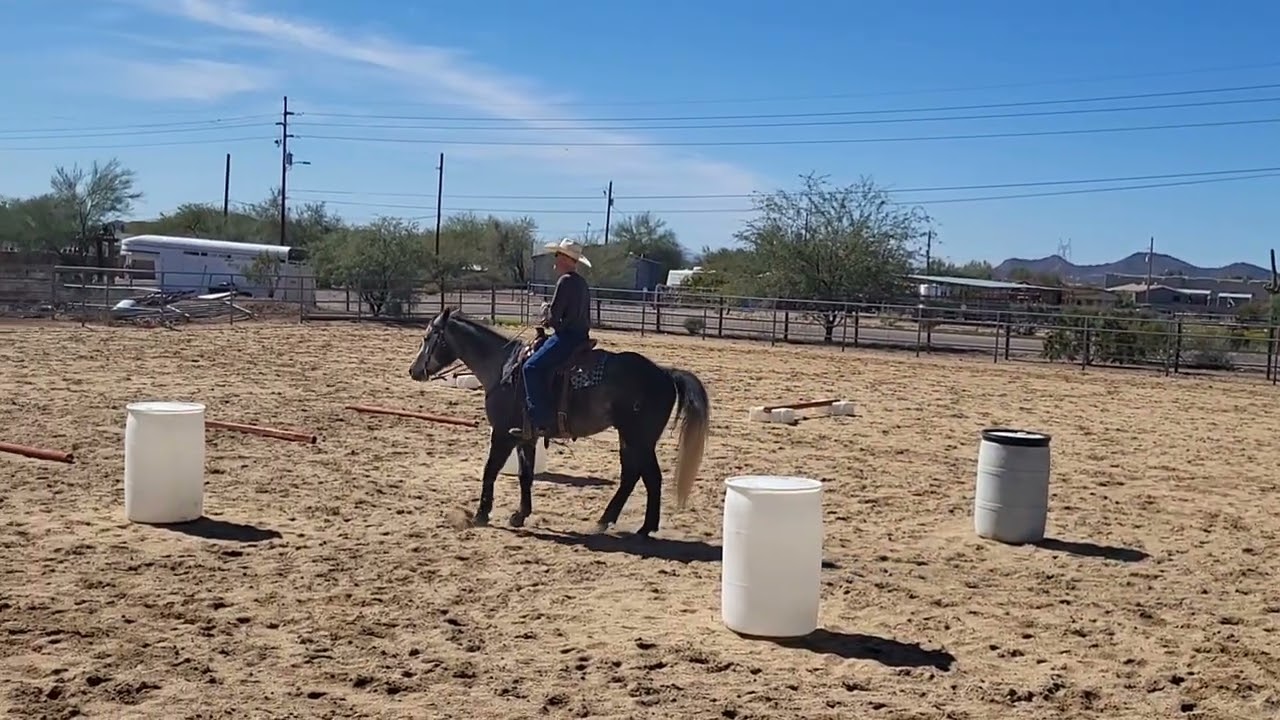 Thumper, 5 year old AQHA for sale
