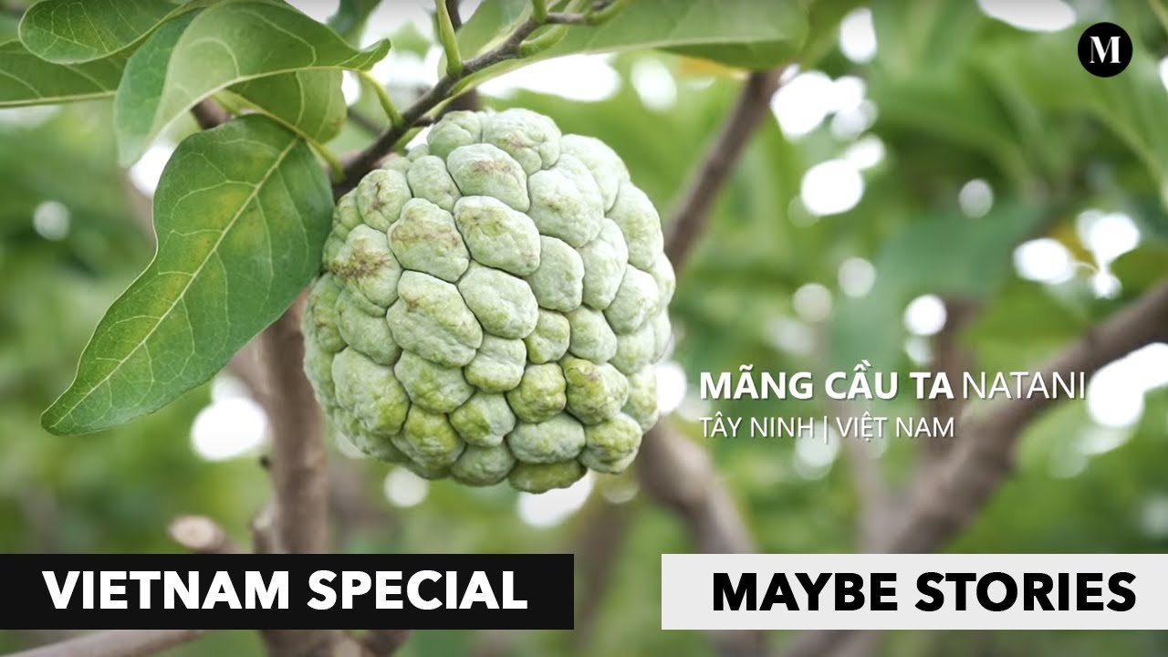 Mãng cầu Natani ở núi Bà Đen Tây Ninh | VIETNAM SPECIALS | MAYBE STORIES
