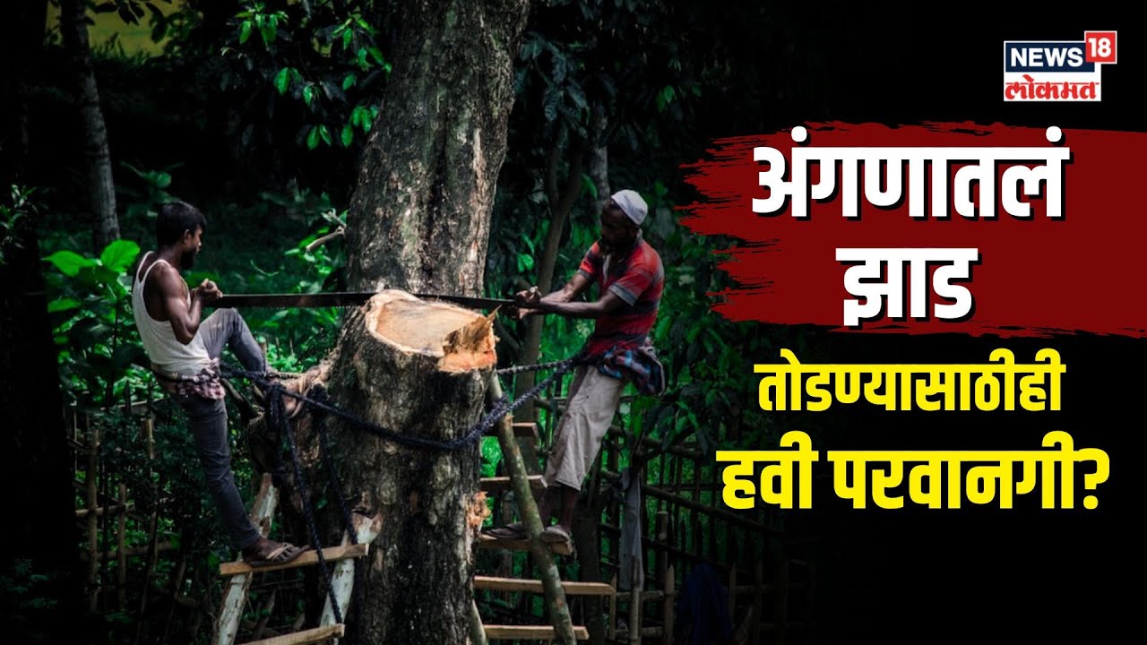 Tree Cutting Permission। तुमच्या जागेतील झाड तोडायचंय? मग तरीही घ्यावी लागणार परवानगी | N18V