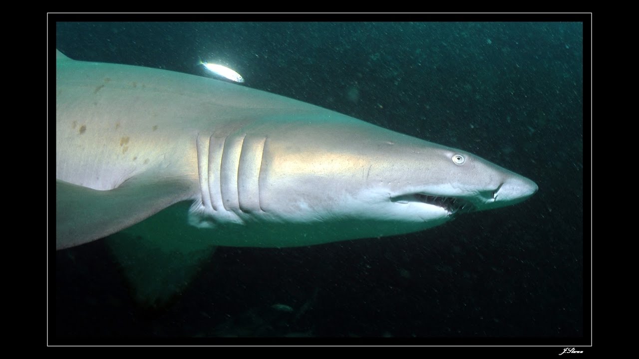 Magic Point Scuba - Sydney diving with sharks - Shore dive