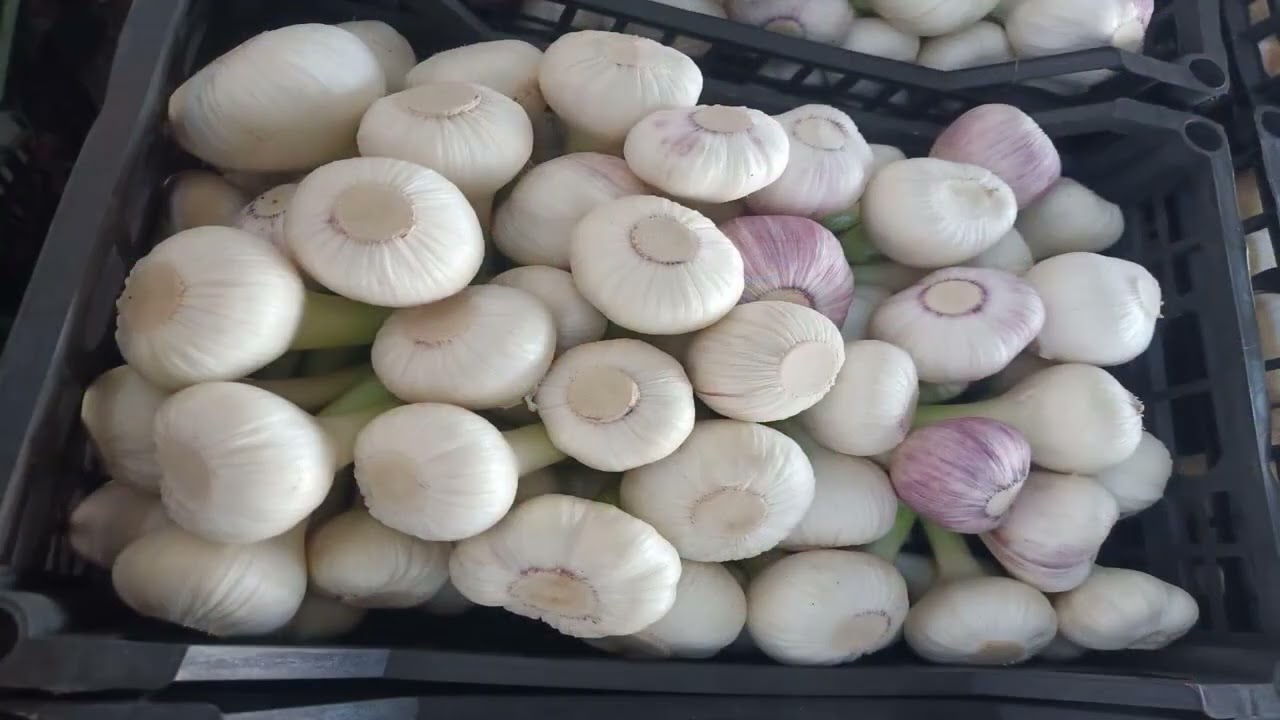 شركه تنميه الريف المصرى الجديد ….. الحلم بيتحقق ……
