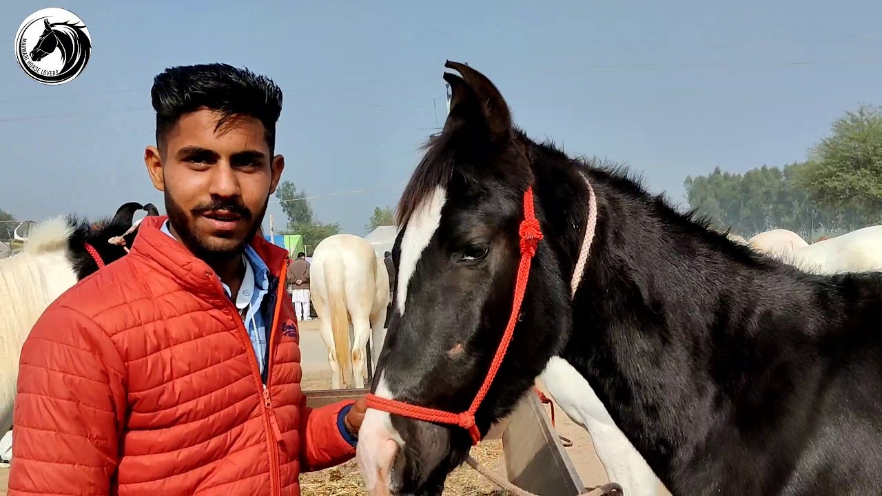 DASHMESH STUD FARM Muktsar Sahib mandi 2021