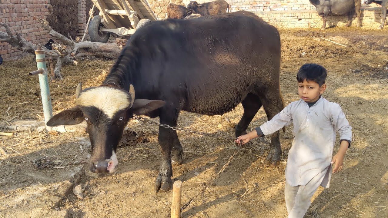 Buffalo running video | running vlog buffalo farm | 
