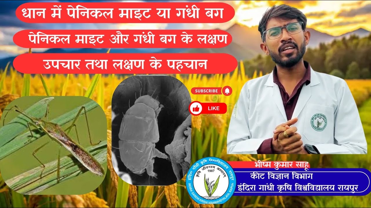 धान में पेनिकल माइट या गंधी बग | Panicle mite or Gundhi bug| माइट और गंधी बग के लक्षण, उपचार पहचान