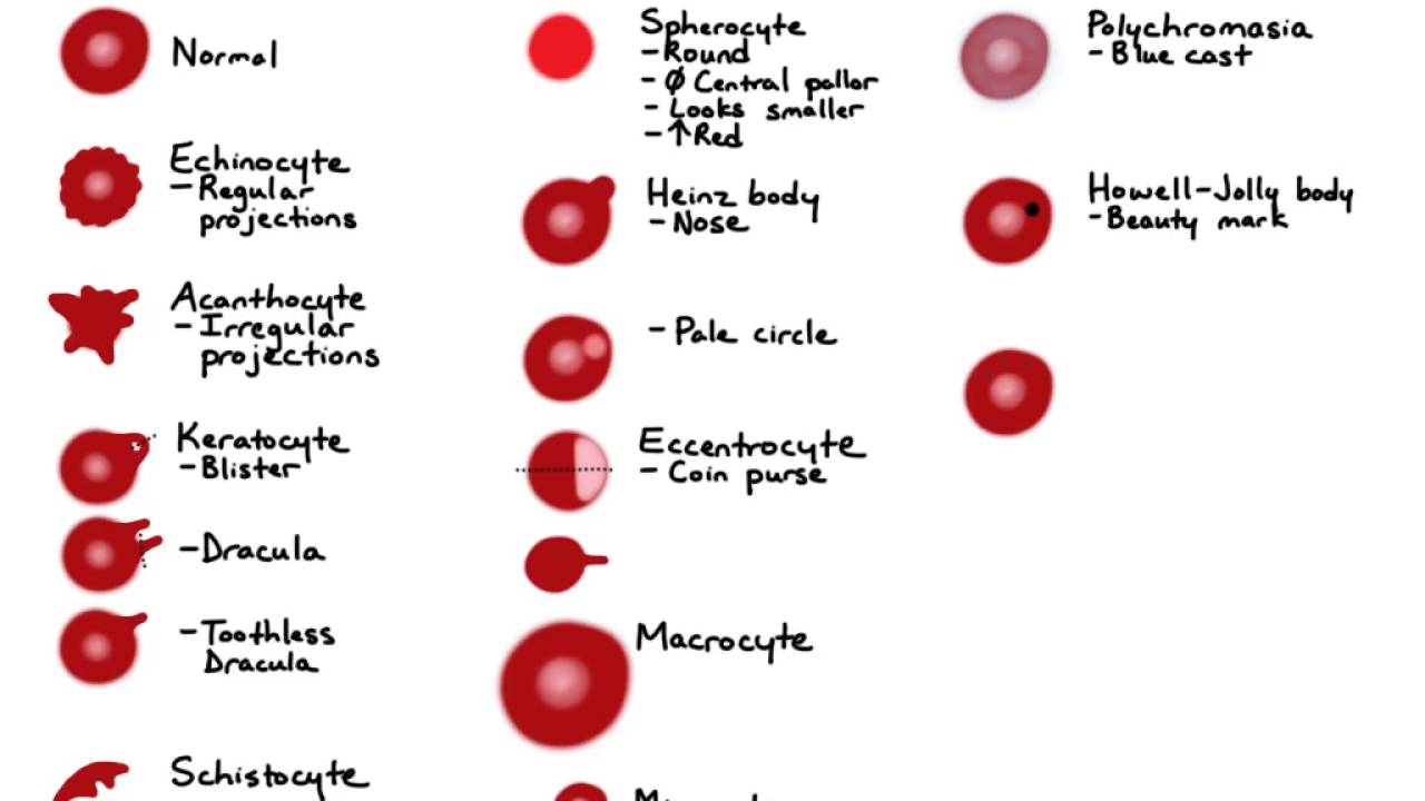 RBC Morphology