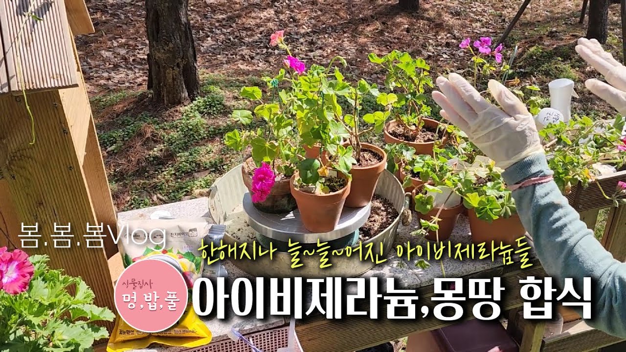 제라늄,아이비 제라늄 몽땅 합식!!!