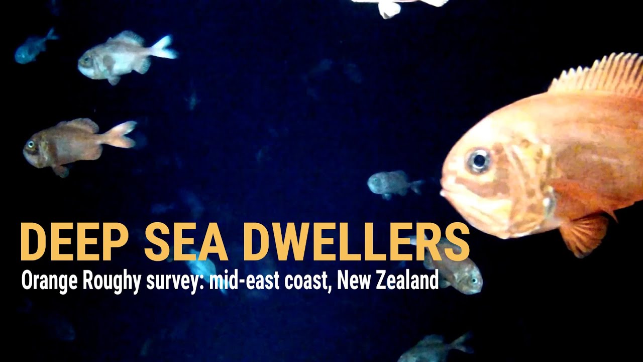 Orange roughy fishery survey: mid-east coast, NZ