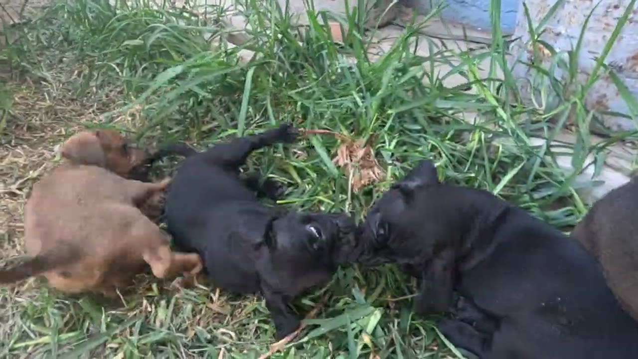 Puppies playing part 4