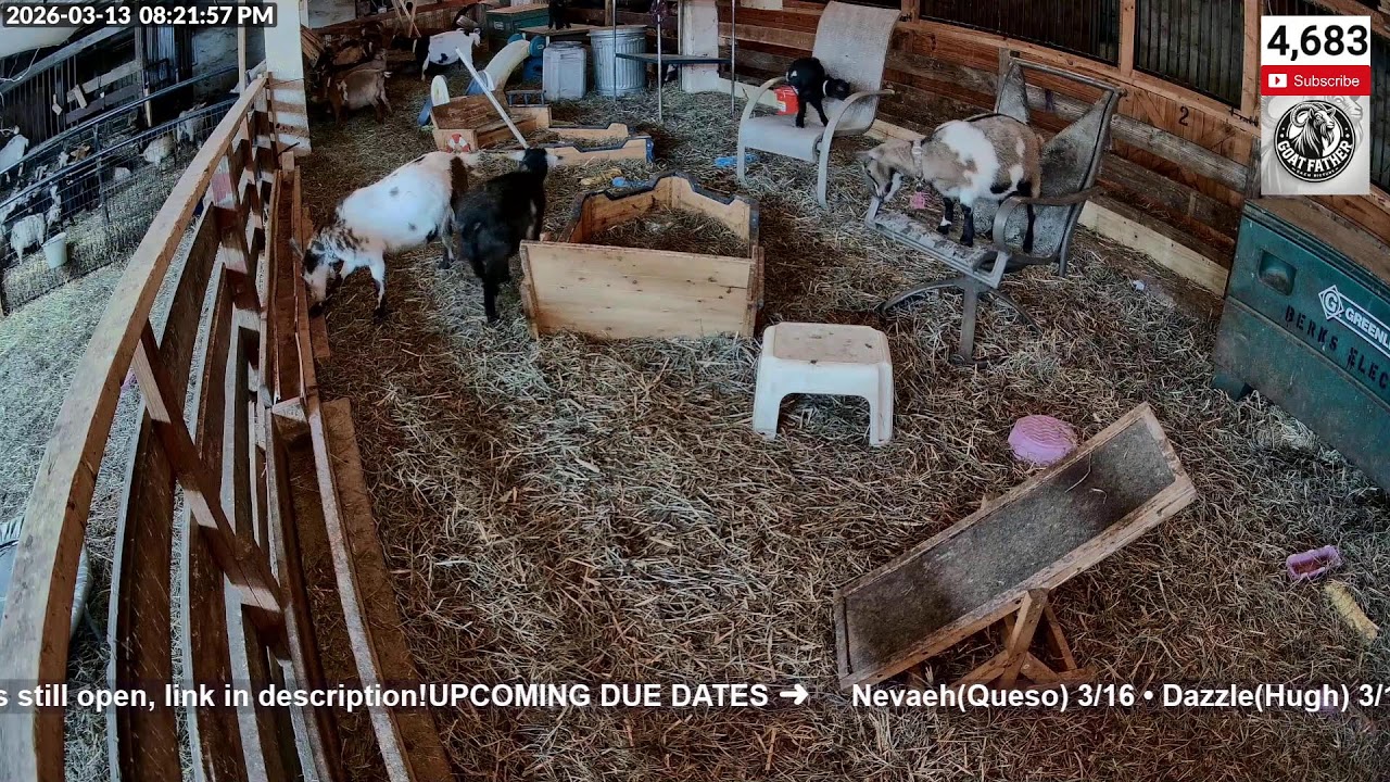 Friday Angel Watch - SFF Baby Goats! 3 Moms due soon!
