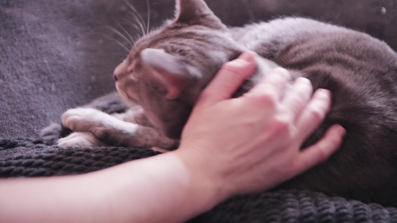 Purring Cat Massage