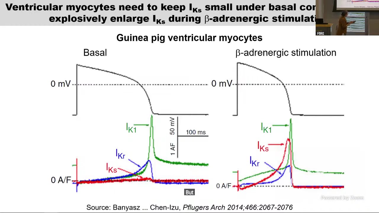Regulation of Ion Channel Density and Distribution on Cardiomyocytes' Surface
