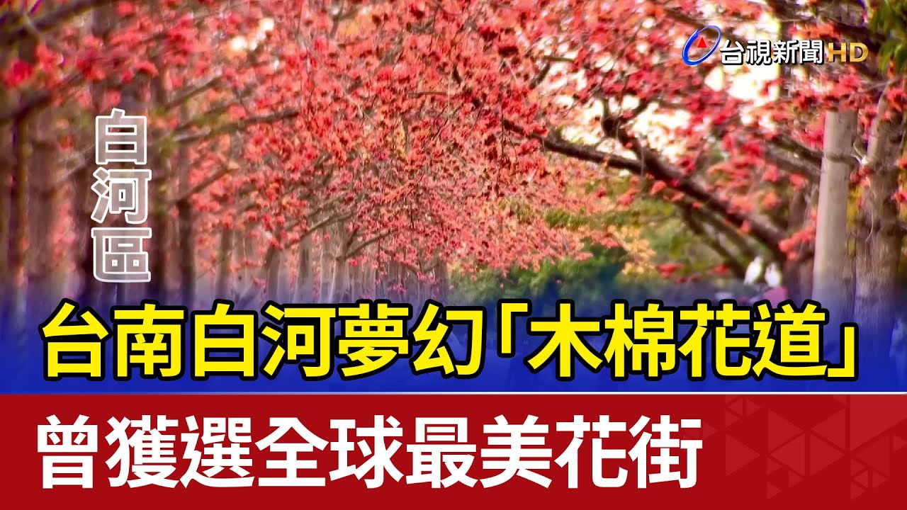 台南白河夢幻「木棉花道」 曾獲選全球最美花街