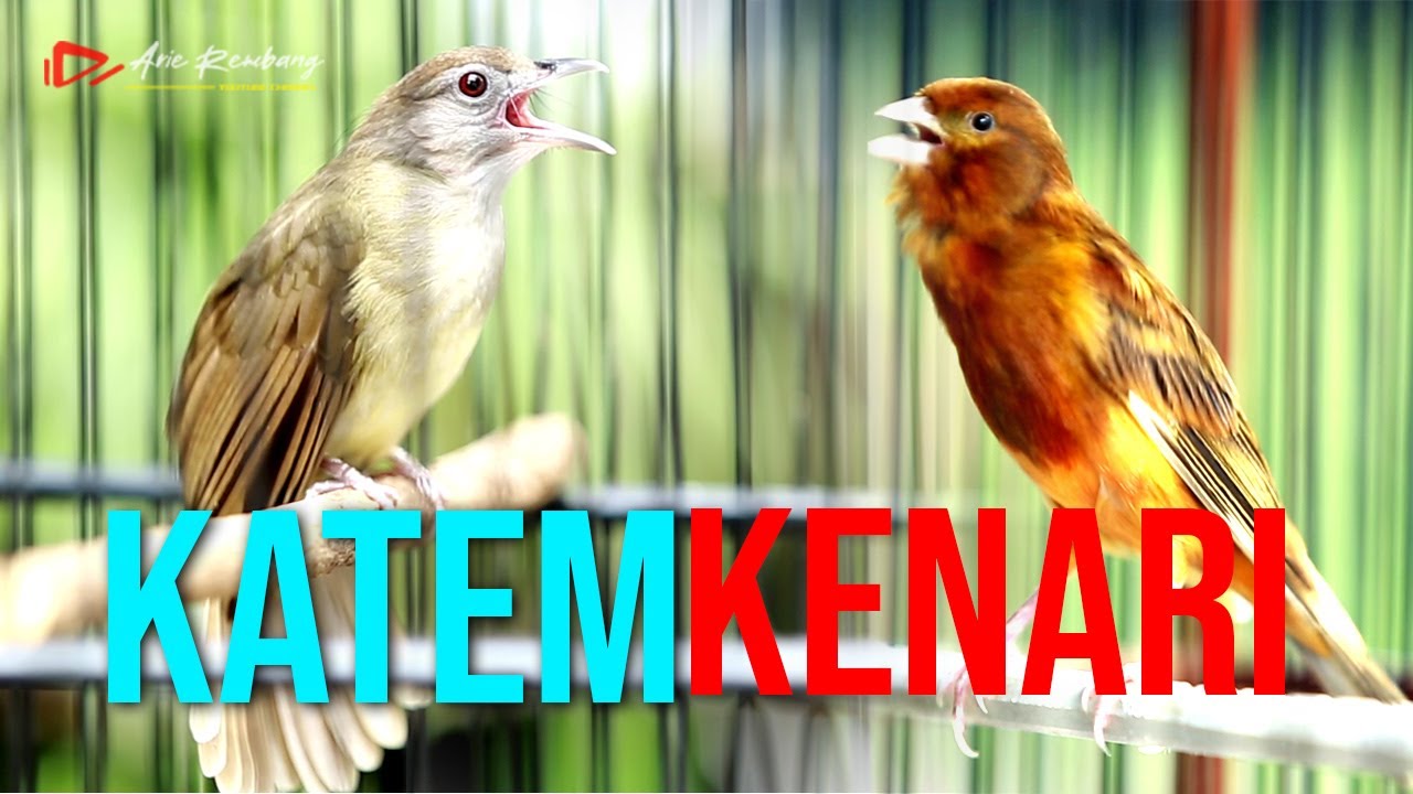 KAPAS TEMBAK GACOR VS KENARI GACOR DURASI PANJANG