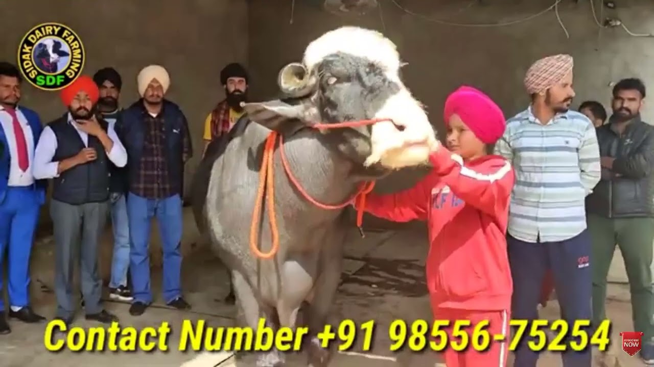 Neeli Ravi 47 Neeli Ravi's champion Jhoti's father Kande Wala Village Langeana Purana District Moga