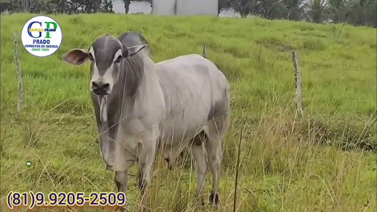 12#Sítio para vender em Sairé 12.5 hectares 