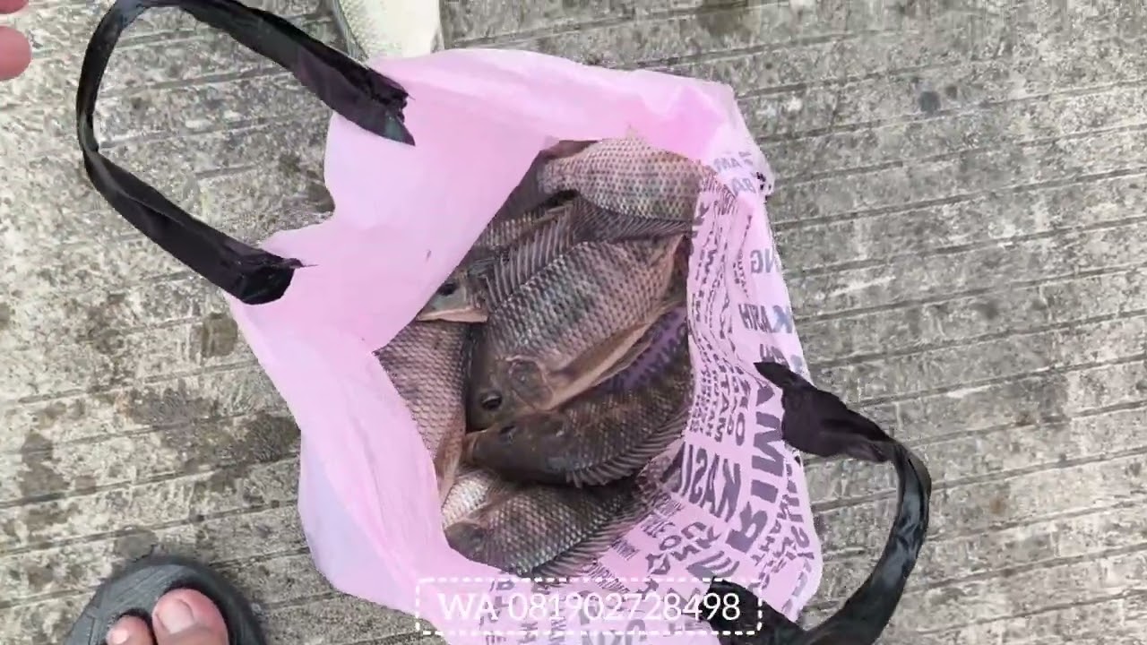 Vidio 2fet jumbo part 2 hasil akhir mantap