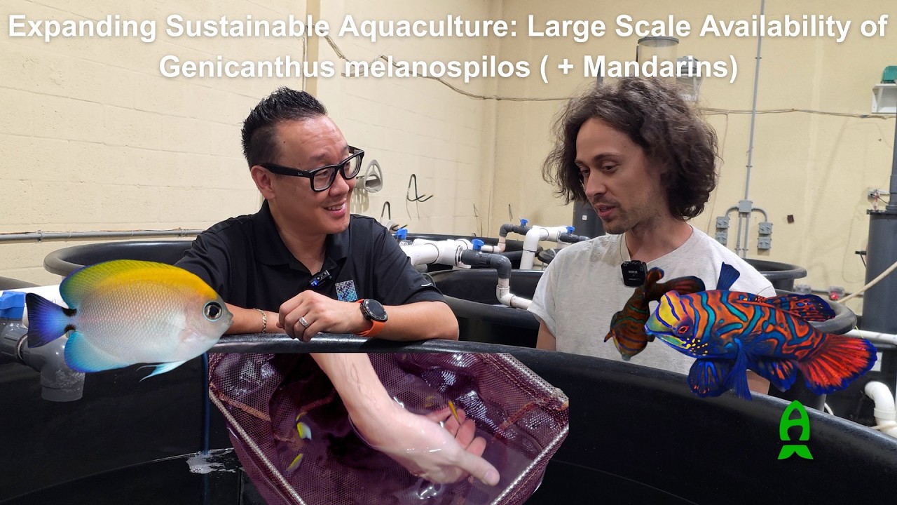 Expanding Sustainable Aquaculture: Large Scale Availability of Genicanthus melanospilos (+Mandarins)