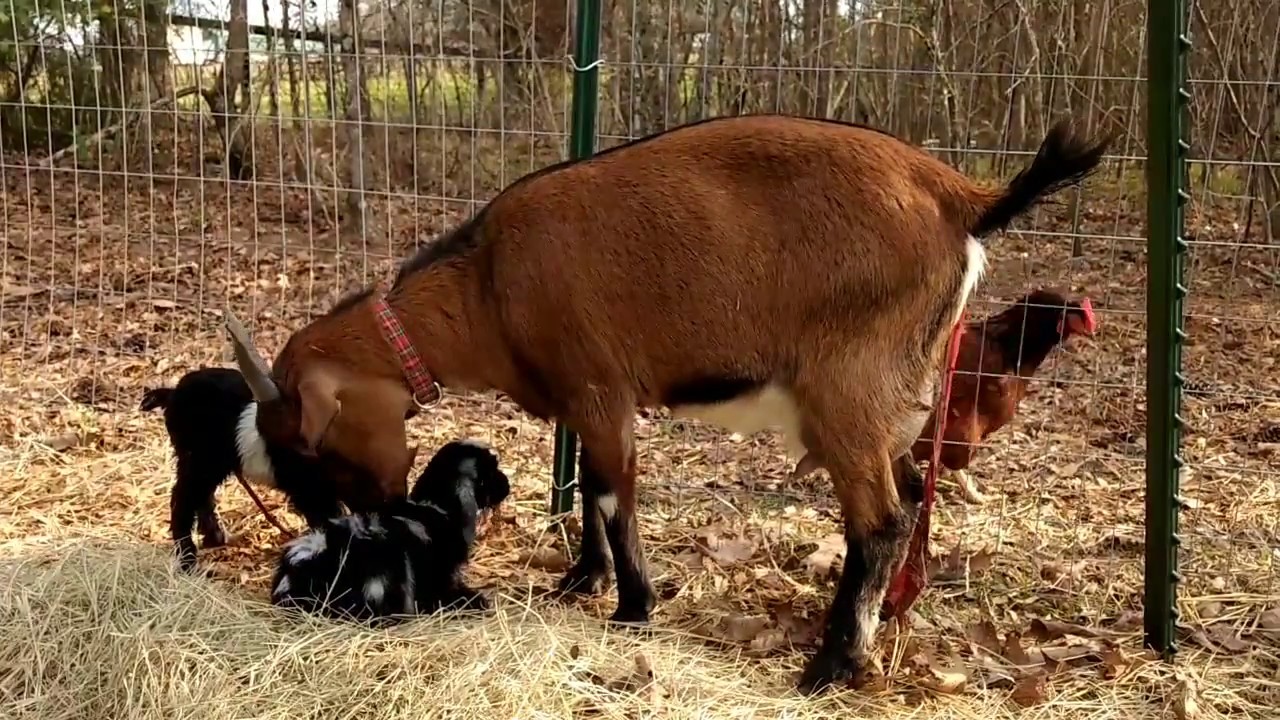 Goat having her babies! (Warning, Graphic)