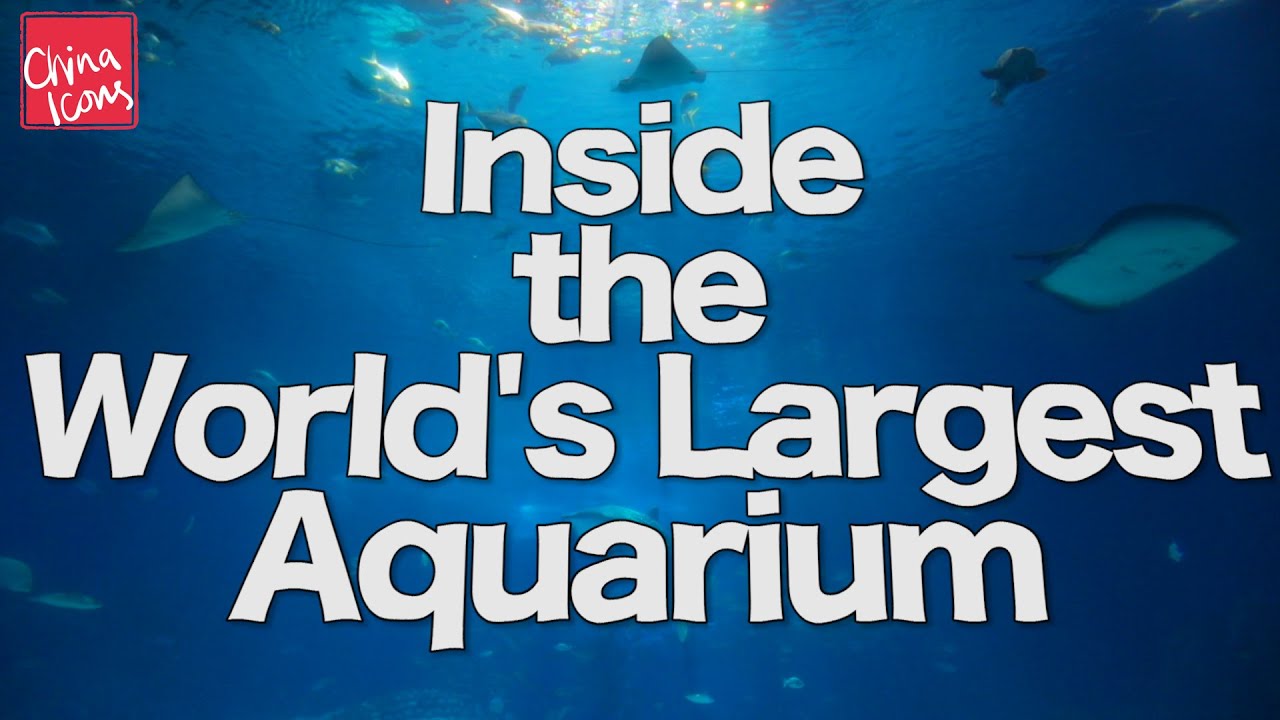 Inside the World's Largest Aquarium | Chimelong | A China Icons Video