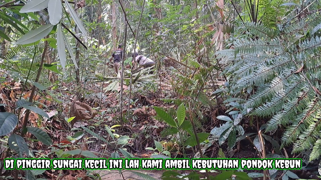 Pergi ke hutan untuk mencari kebutuhan di pondok kebun||JALAN KEHIDUPAN Eps.87