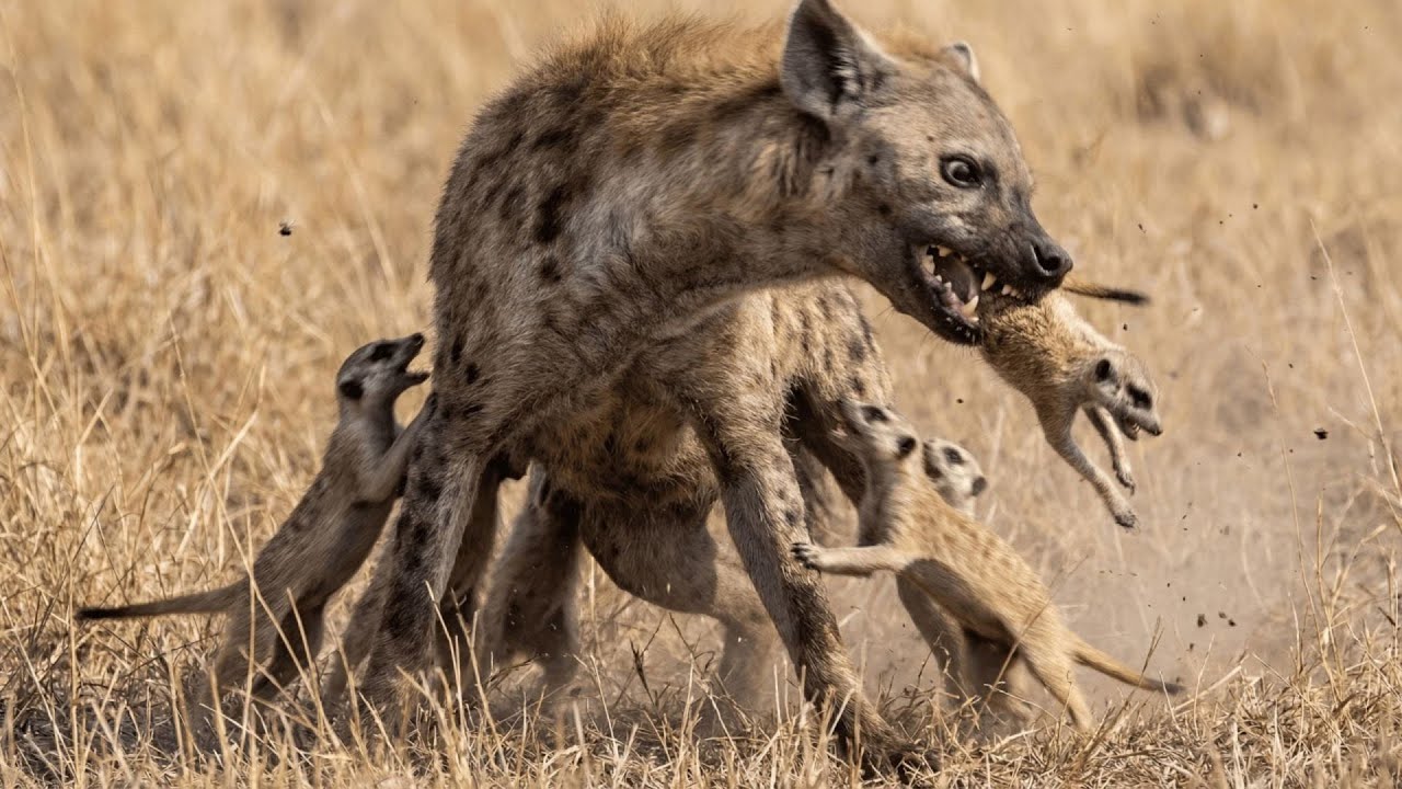 When the Hyena Attacked, the Meerkats Did the Unthinkable