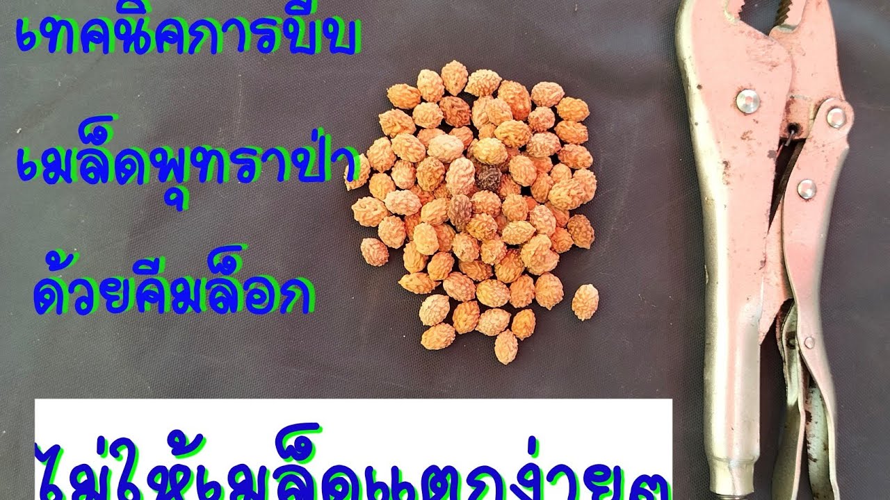 เทคนิคการบีบเมล็ดพุทราป่า ด้วยคีมล็อกไม่ให้เมล็ดแตกและเร็ว