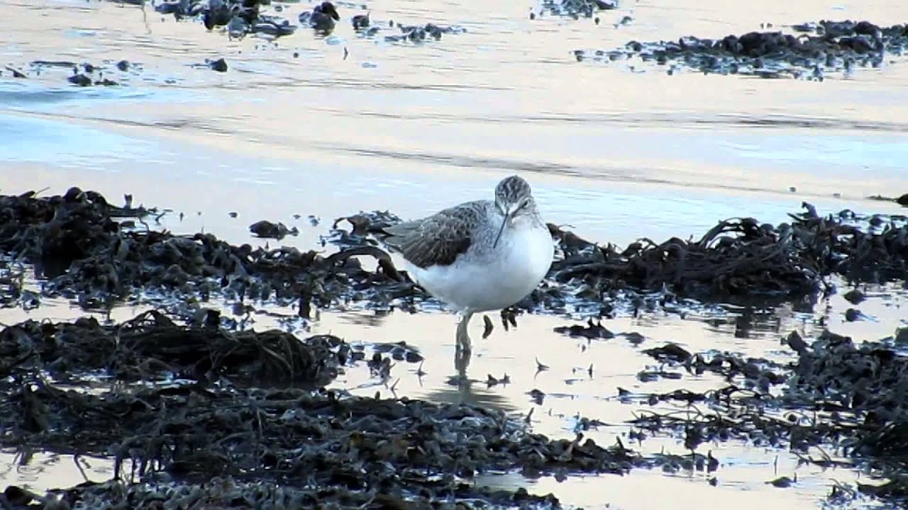 Greenshank