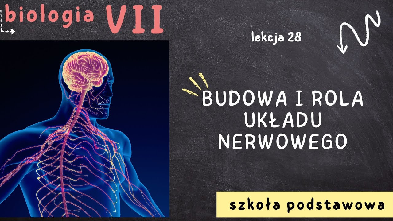 Biologia 7 [Lekcja 28 - Budowa i rola układu nerwowego]