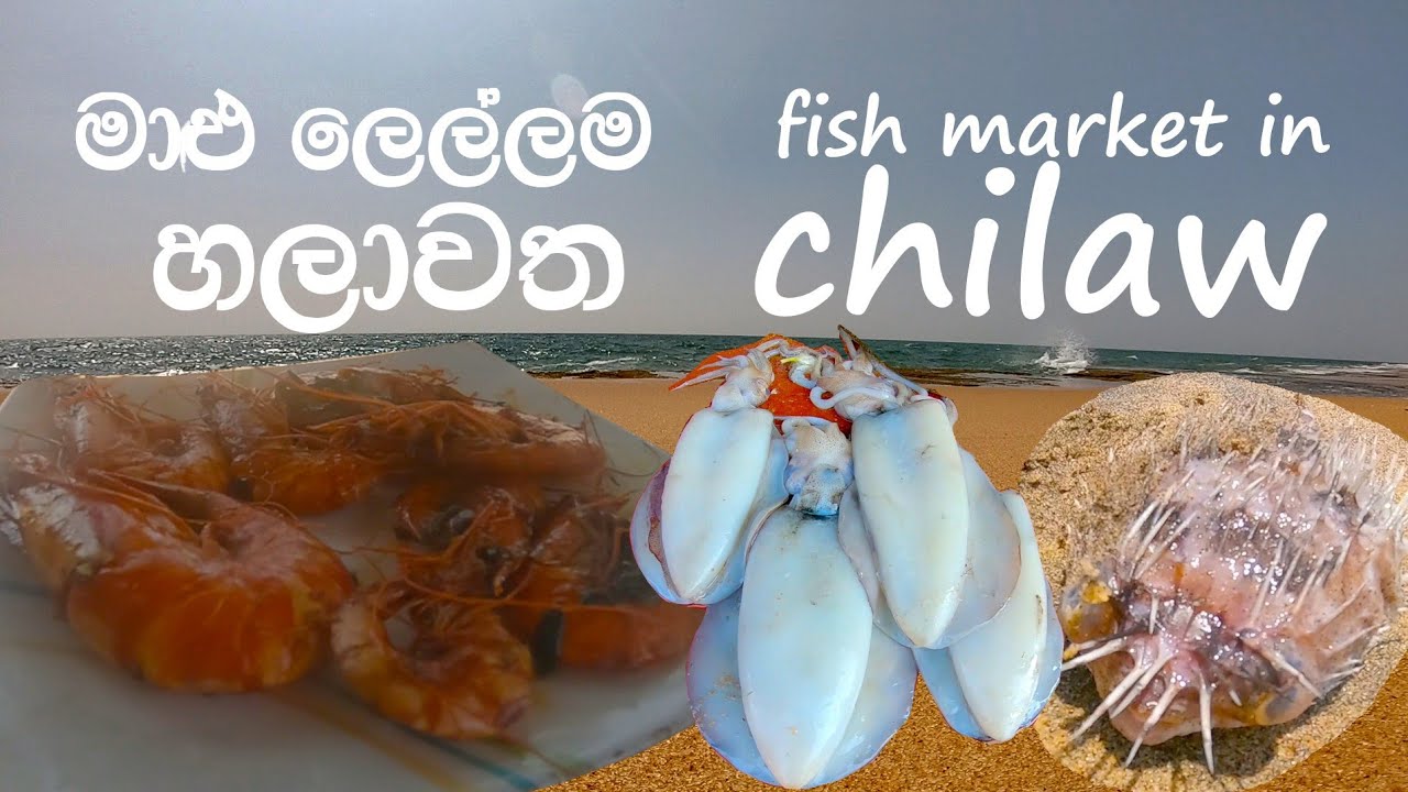 Fish Market in Chilaw.හලාවත මාළු ලෙල්ලමේ රවුමක්..