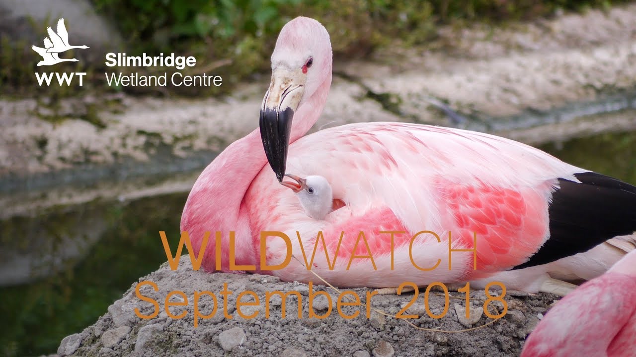 WWT WildWatch Slimbridge - September 2018