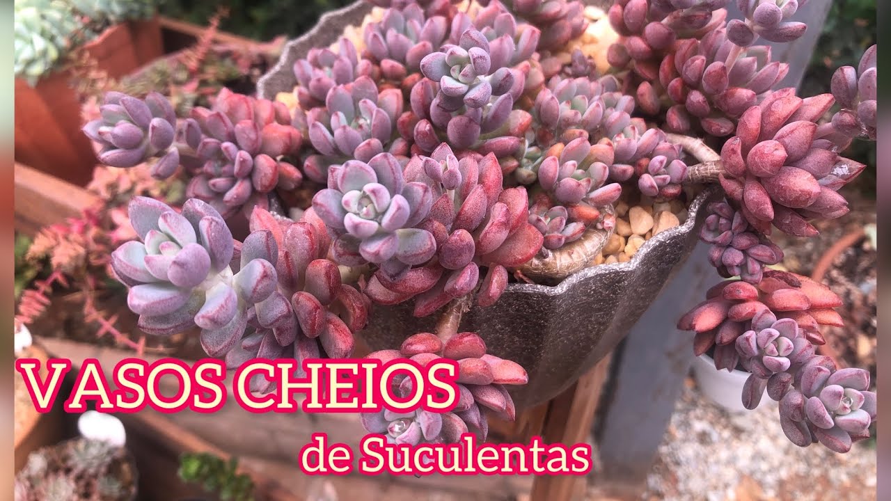 Mais de 12 VASOS CHEIOS DE SUCULENTAS LINDAS De FÁCIL CULTIVO e Muitas DICAS
