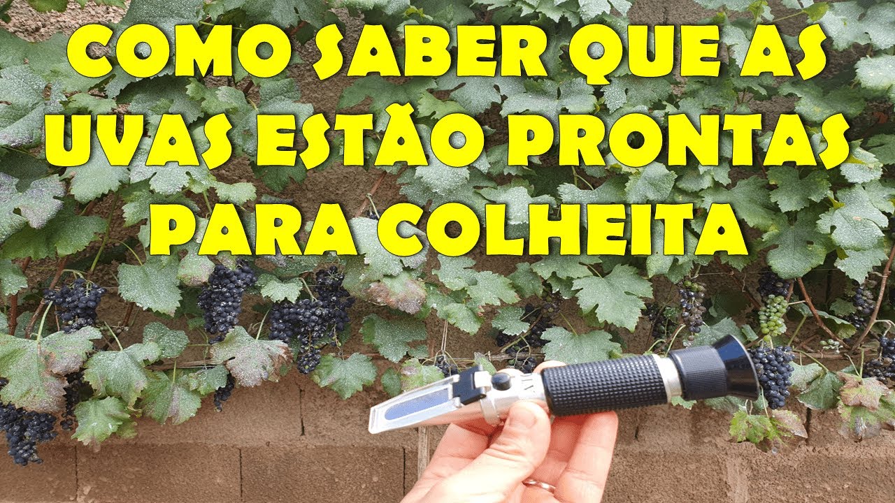 Como saber que as uvas estão maduras e boa para colheita - DICAS