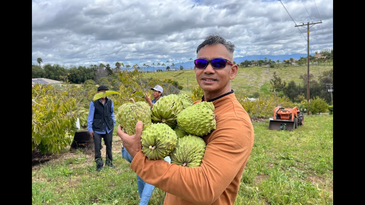 Khmer S&K Tropical fruit farm in at San Diego Ca  ចំការទៀបខ្មែរនៅ​​ San Diego