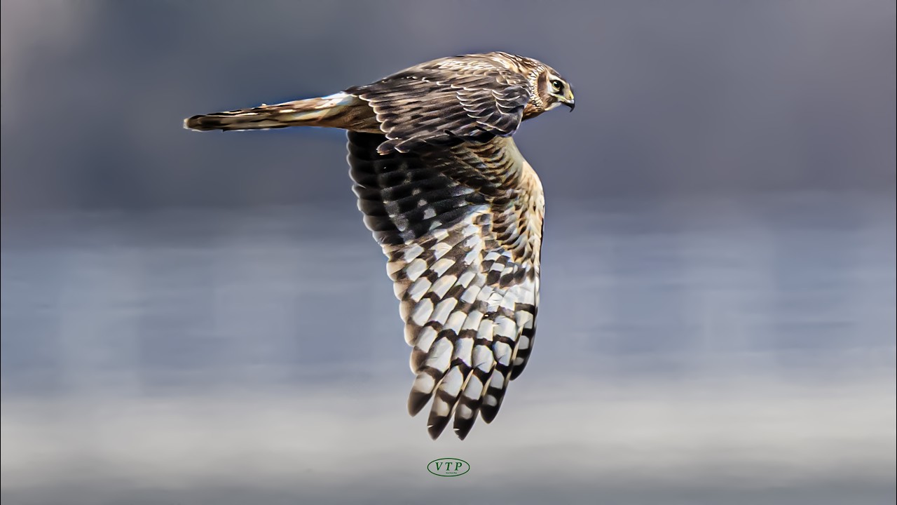 잿빛개구리매 : A female  northern harrier flying over  reed forest in search of food. (Normal Speed) #18
