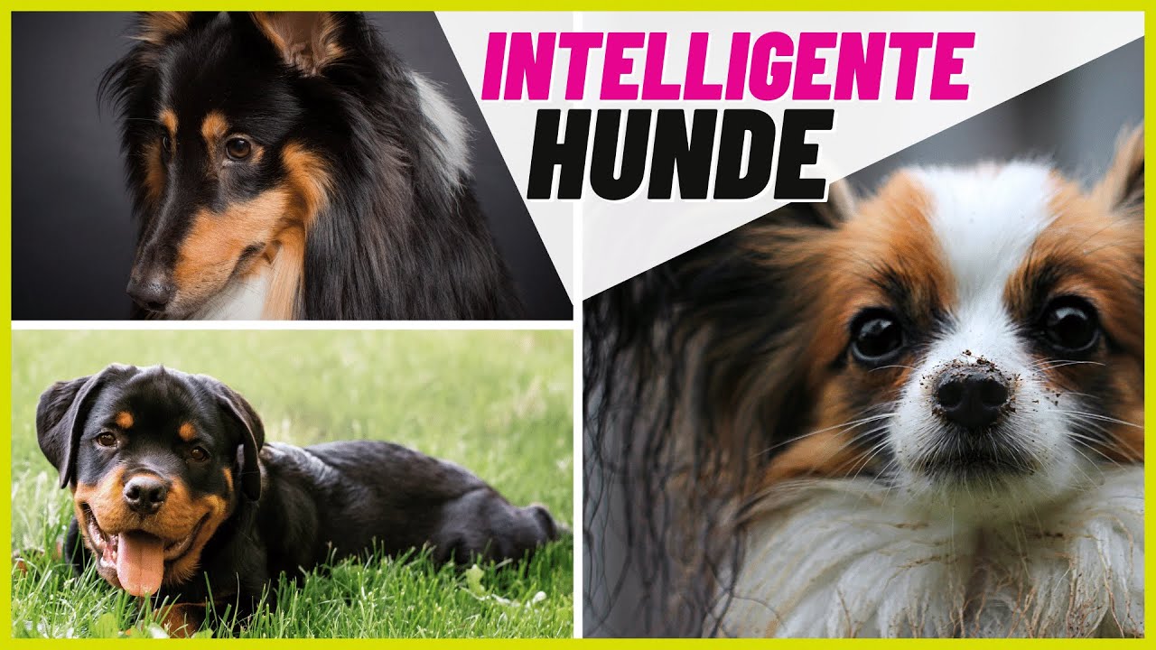 Top 10 intelligenteste Hunderassen 🐶