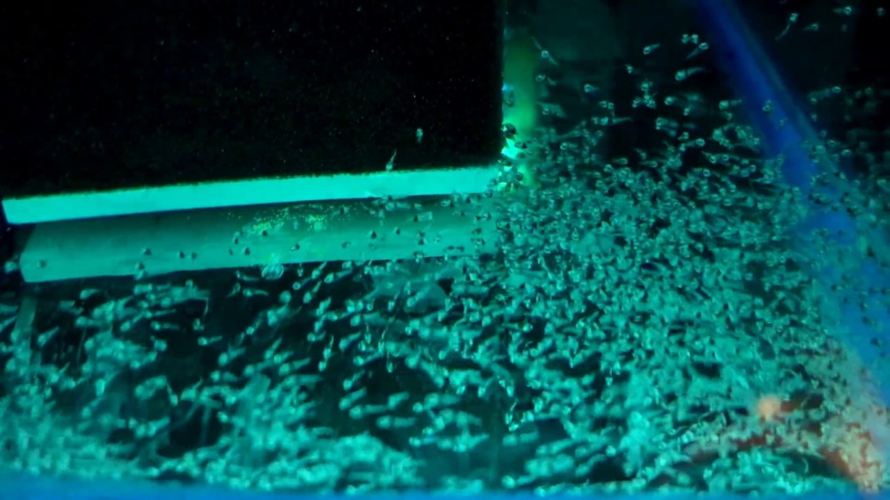 Green Chromide / Etroplus suratensis fry aplenty