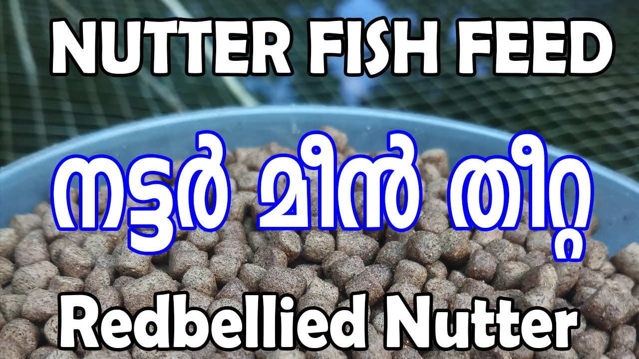 #nutter_fish food | നട്ടർ #മീൻ_തീറ്റ | #nutter_fish_farming | nutter #fish_feedingmalayalam