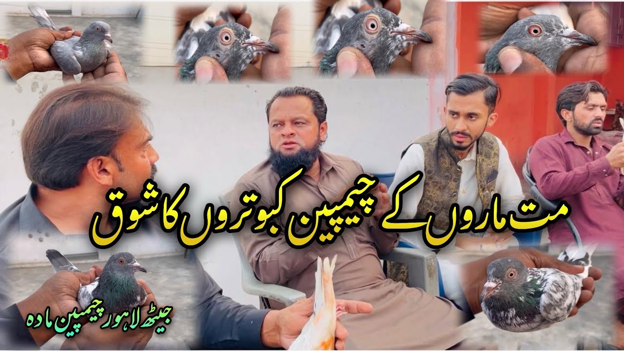 Ustad Imran Mughal Ustad Akhtar Mughal maat maroon kay champion birds ka shoq🥰|| Ustad ch kamran
