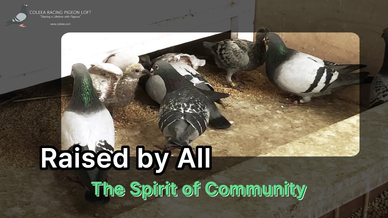 No Pigeon Left Behind: The Power of the Floor Rearing System