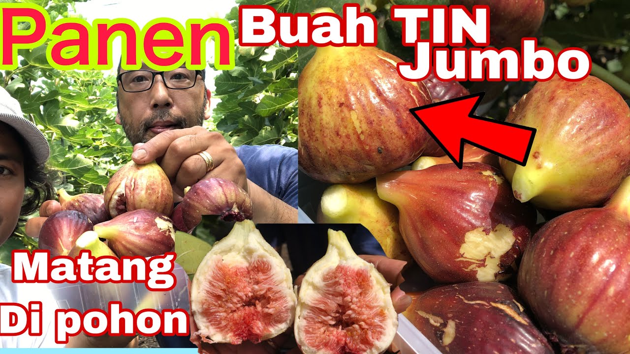 PANEN BUAH TIN JUMBO DI JEPANG