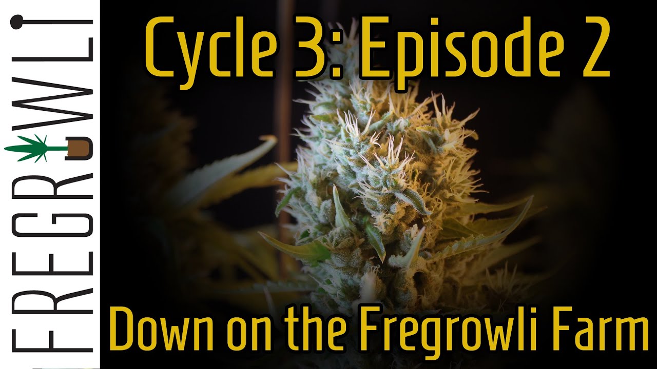 C3:E2 - Hanging a New T5 Veg Light