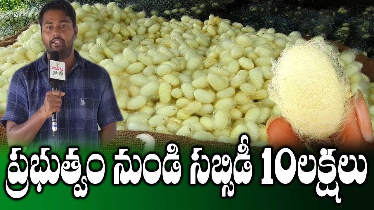 Making Of Silk From Pattu Gudu (Mulberry) | Silk Making | Sericulture | SumanTV Rythu