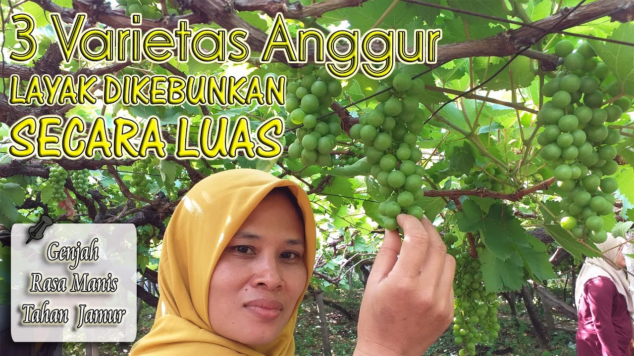 3 JENIS ANGGUR PALING BANDEL LAYAK DIKEBUNKAN SECARA LUAS. Anggur Paling Genjah, Manis & Tahan Jamur