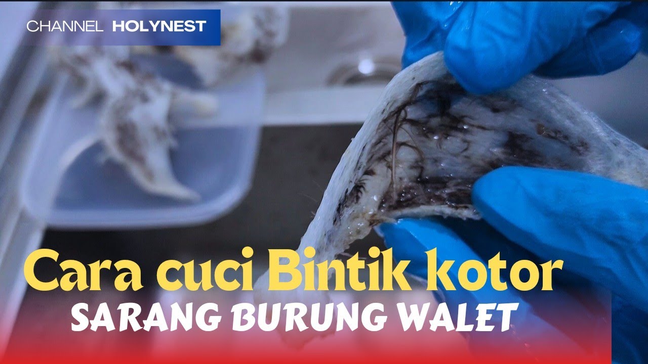 CARA CUCI SARANG BURUNG WALET⁉️TUJUAN CUCI SARANG WALET UNTUK BERSIHKAN BINTIK,PASIR,CANGKANG TELUR